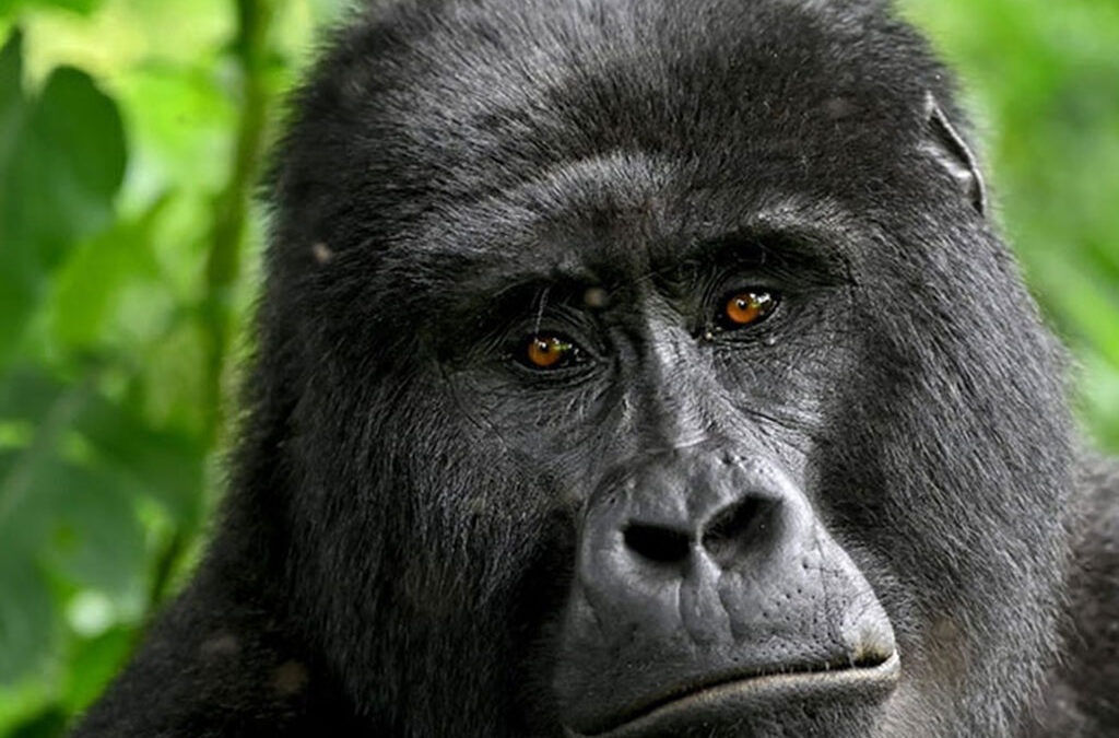 Combine gorilla trekking and Big Five safari