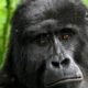 Combine gorilla trekking and Big Five safari