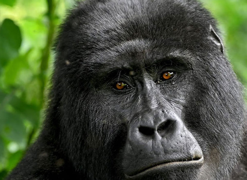 Combine gorilla trekking and Big Five safari