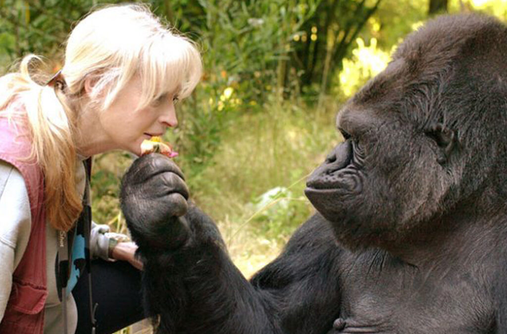 Do Gorillas Recognize Humans?