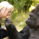 Do Gorillas Recognize Humans?