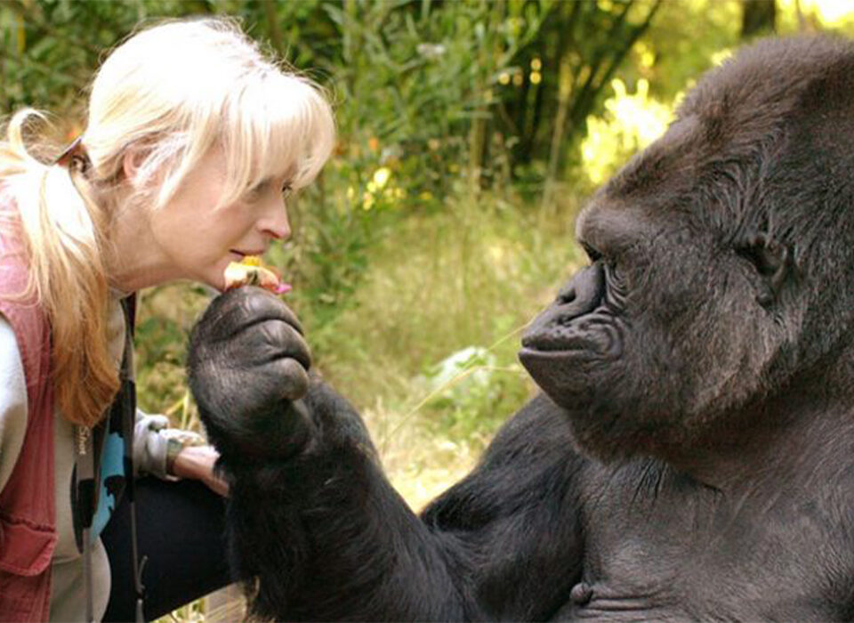Do Gorillas Recognize Humans?