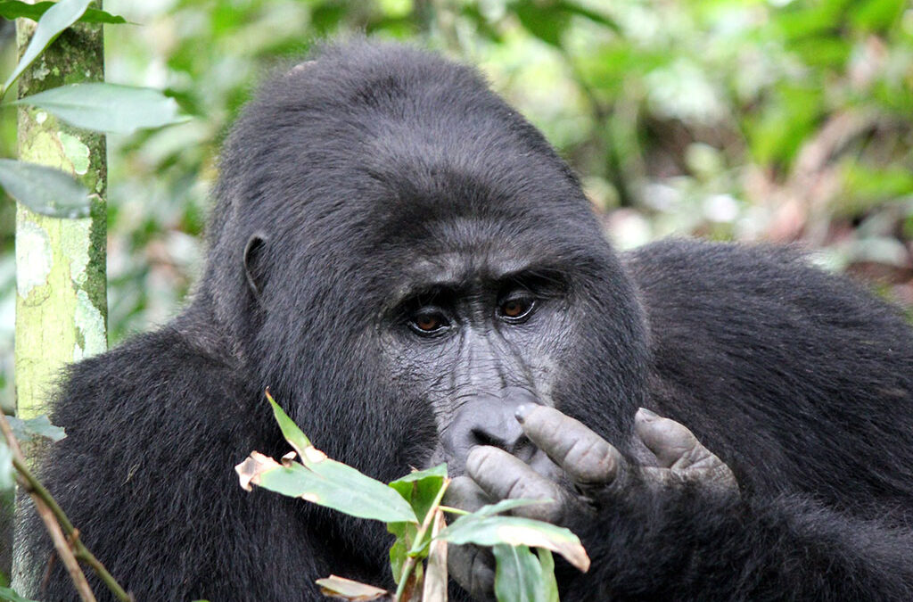 How safaris protect wildlife