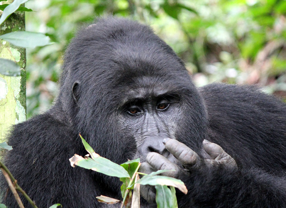 How safaris protect wildlife