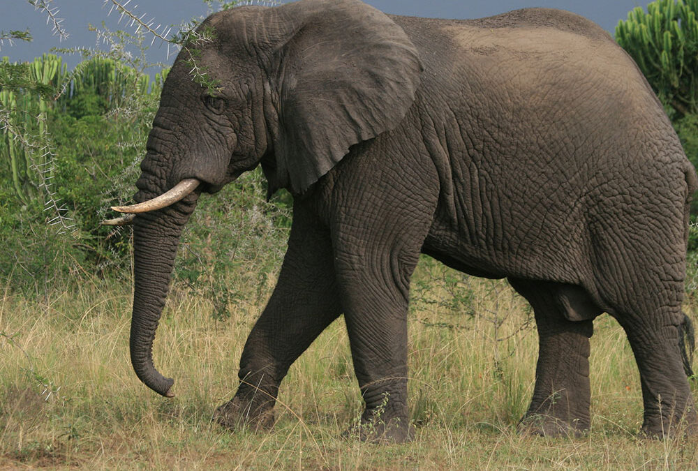 best places to see elephants in Uganda