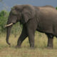 best places to see elephants in Uganda