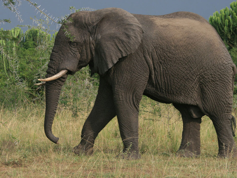 best places to see elephants in Uganda