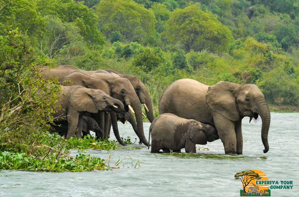 Exploring Uganda’s Majestic Elephants: A Journey Into the Heart of the Wild