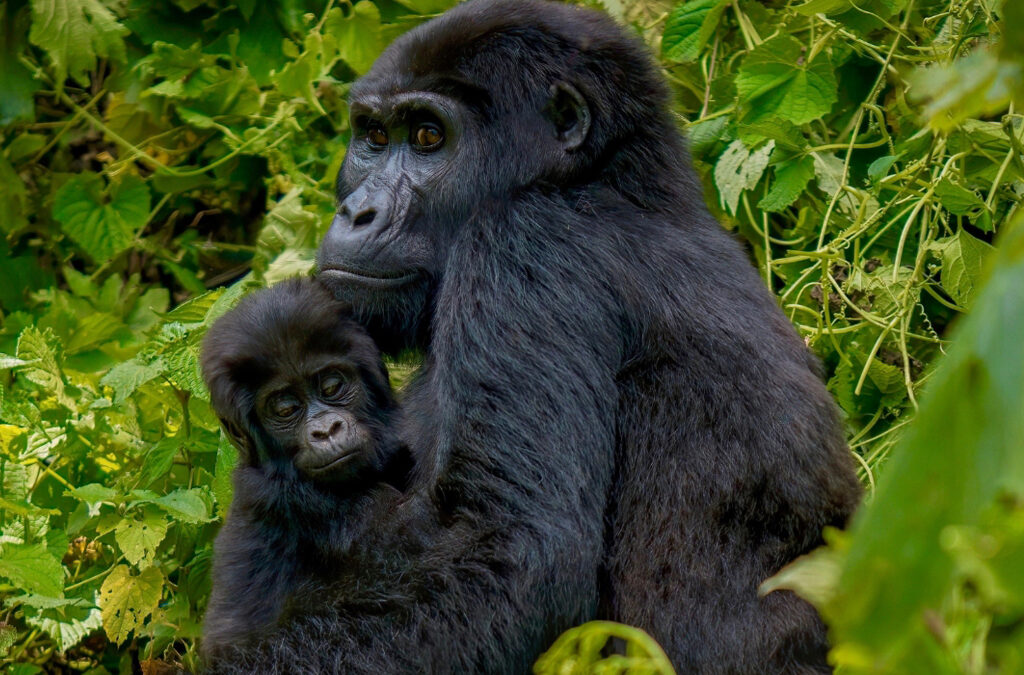 Ethical Gorilla Trekking: The Do’s and Don’ts of Responsible Trekking