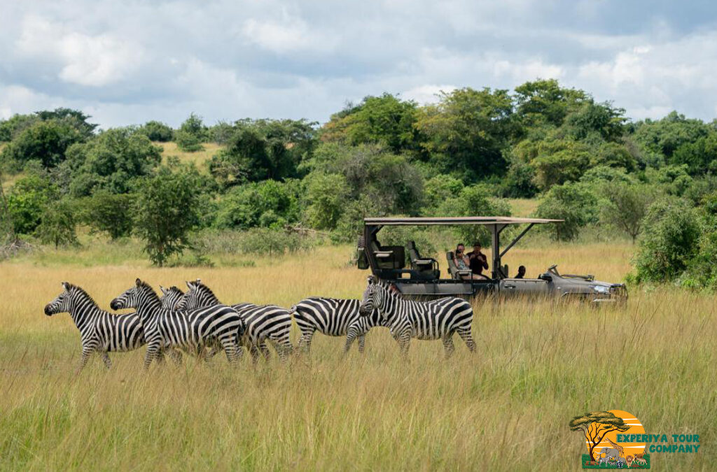Exploring the Top Visited National Parks in Rwanda