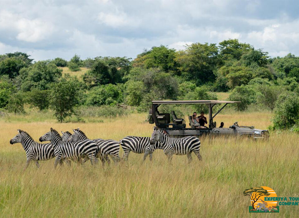 Exploring the Top Visited National Parks in Rwanda