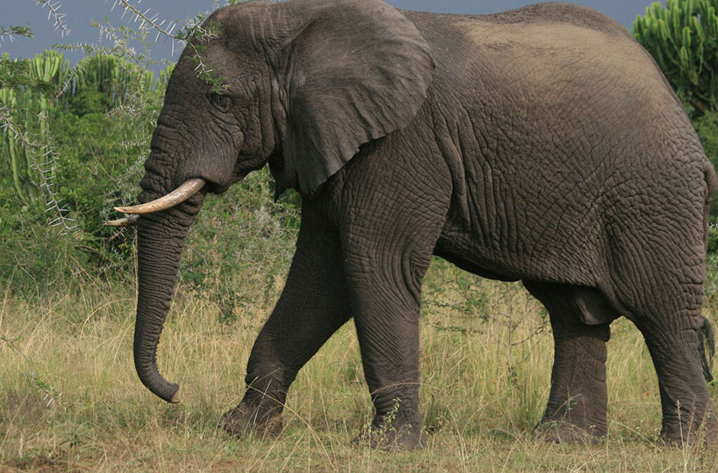 Family safari in Queen Elizabeth National Park