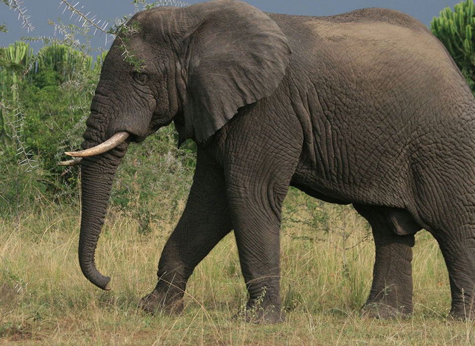 Family safari in Queen Elizabeth National Park