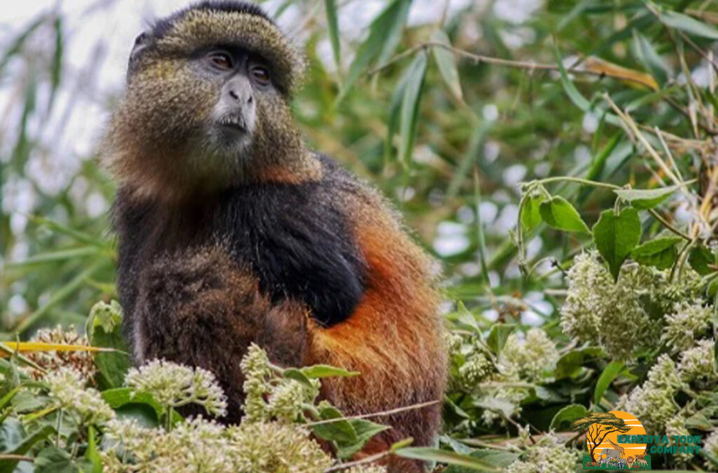 Mgahinga Safari Beyond Gorillas