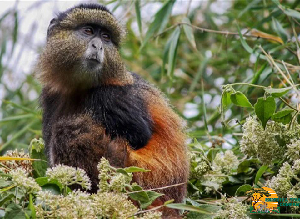 Mgahinga Safari Beyond Gorillas