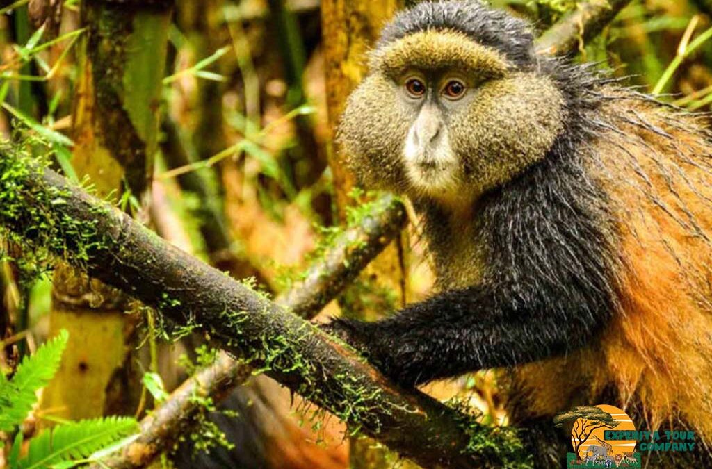 How Hard Is It to See Golden Monkeys?