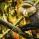 How Hard Is It to See Golden Monkeys?