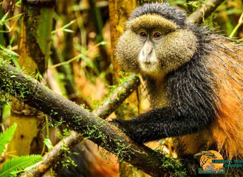 How Hard Is It to See Golden Monkeys?