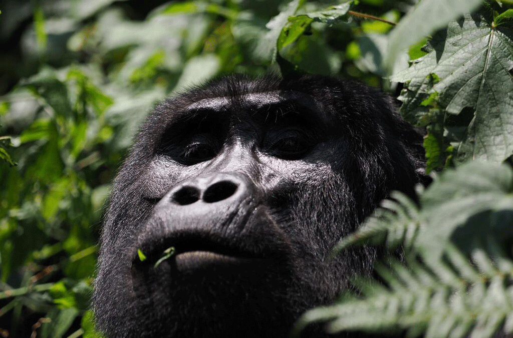 Where to see gorillas in East Africa