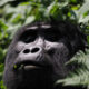 Where to see gorillas in East Africa