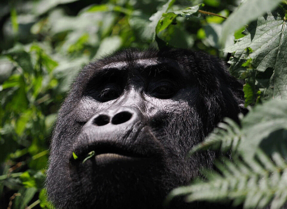 Where to see gorillas in East Africa