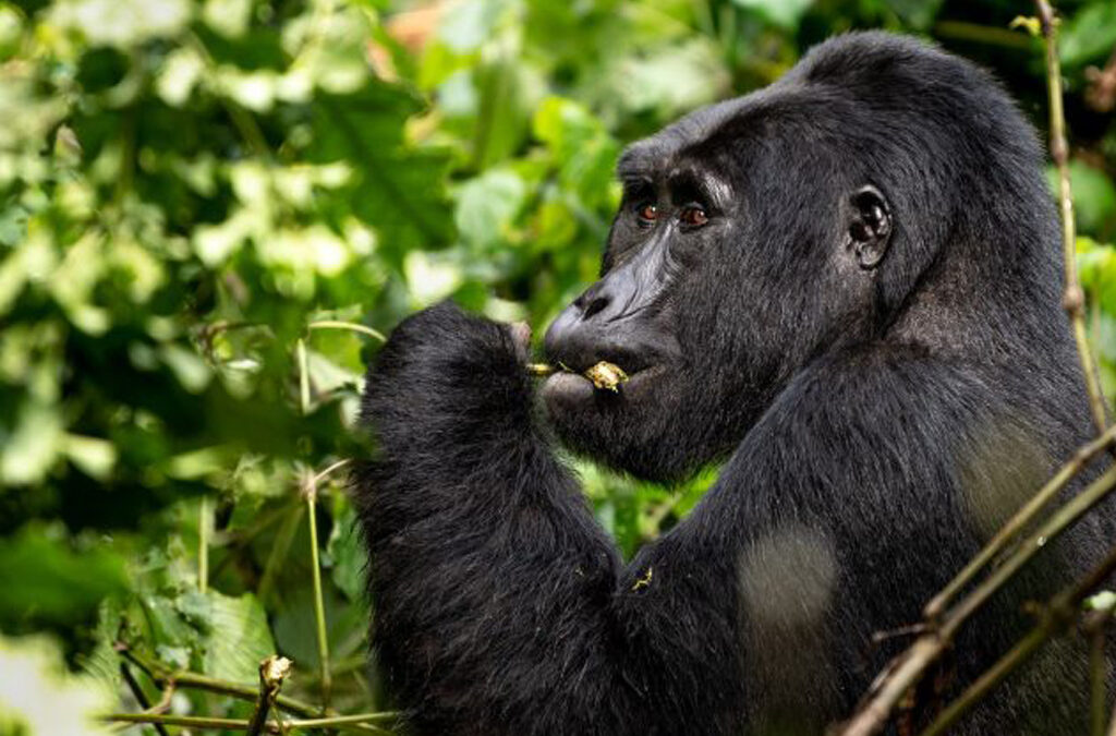 When to Visit Bwindi Impenetrable National Park