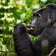 When to Visit Bwindi Impenetrable National Park