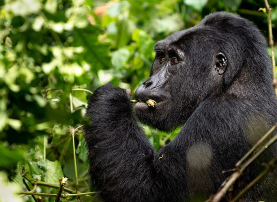 When to Visit Bwindi Impenetrable National Park