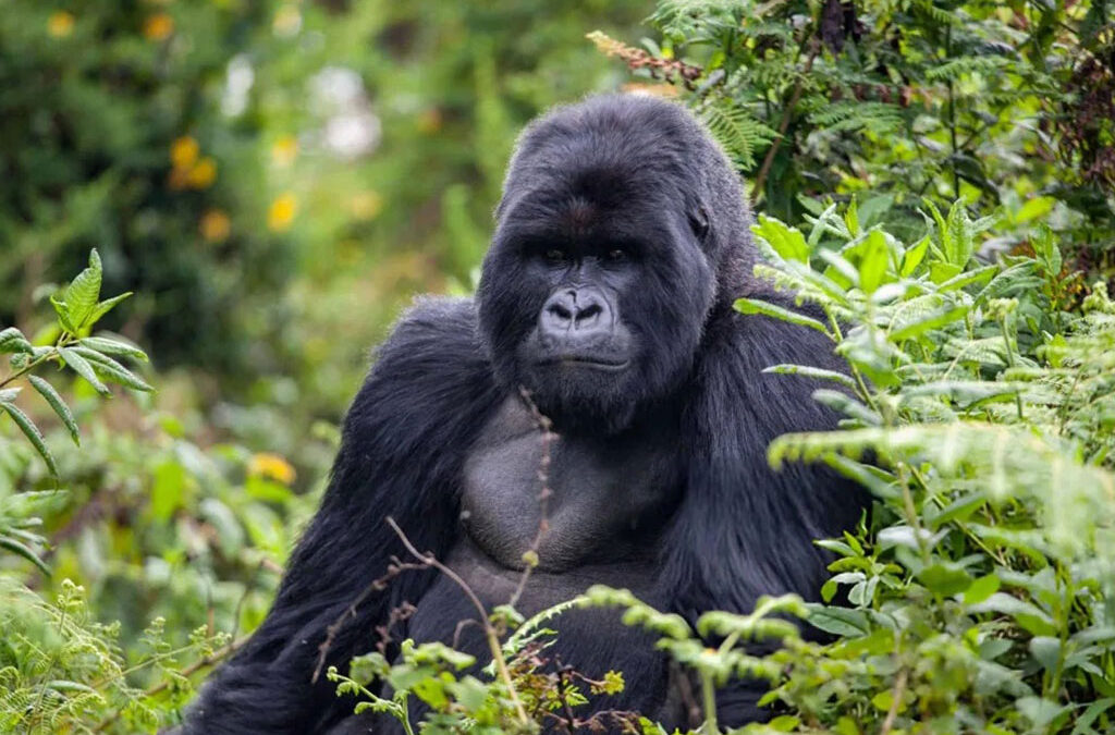 Gorilla Trekking Permit Refund Policy in Bwindi