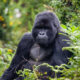 Gorilla Trekking Permit Refund Policy in Bwindi