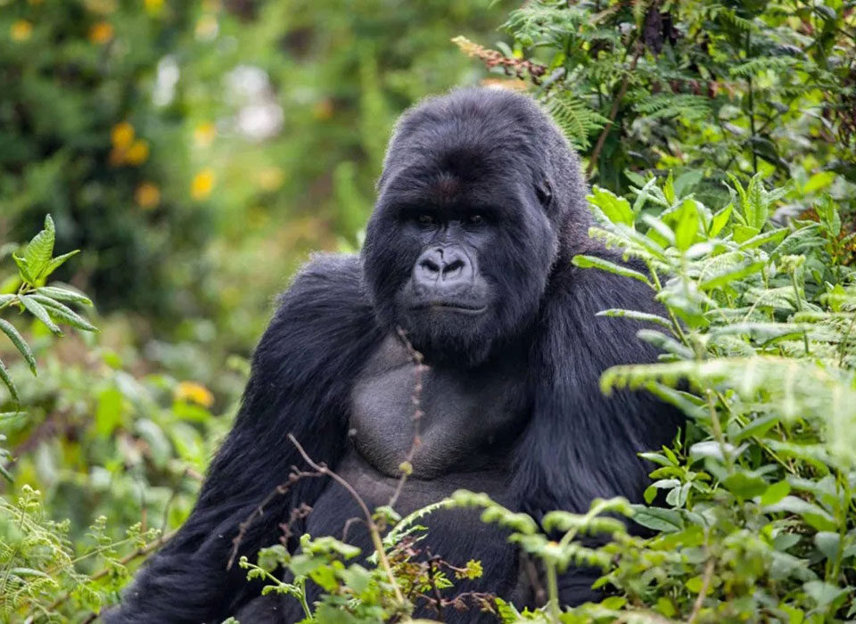 Gorilla Trekking Permit Refund Policy in Bwindi