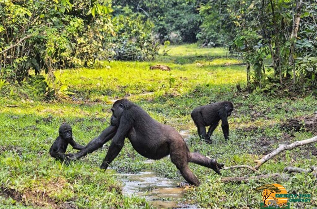 What Are The Top Gorilla Destinations in Africa