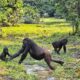 What Are The Top Gorilla Destinations in Africa