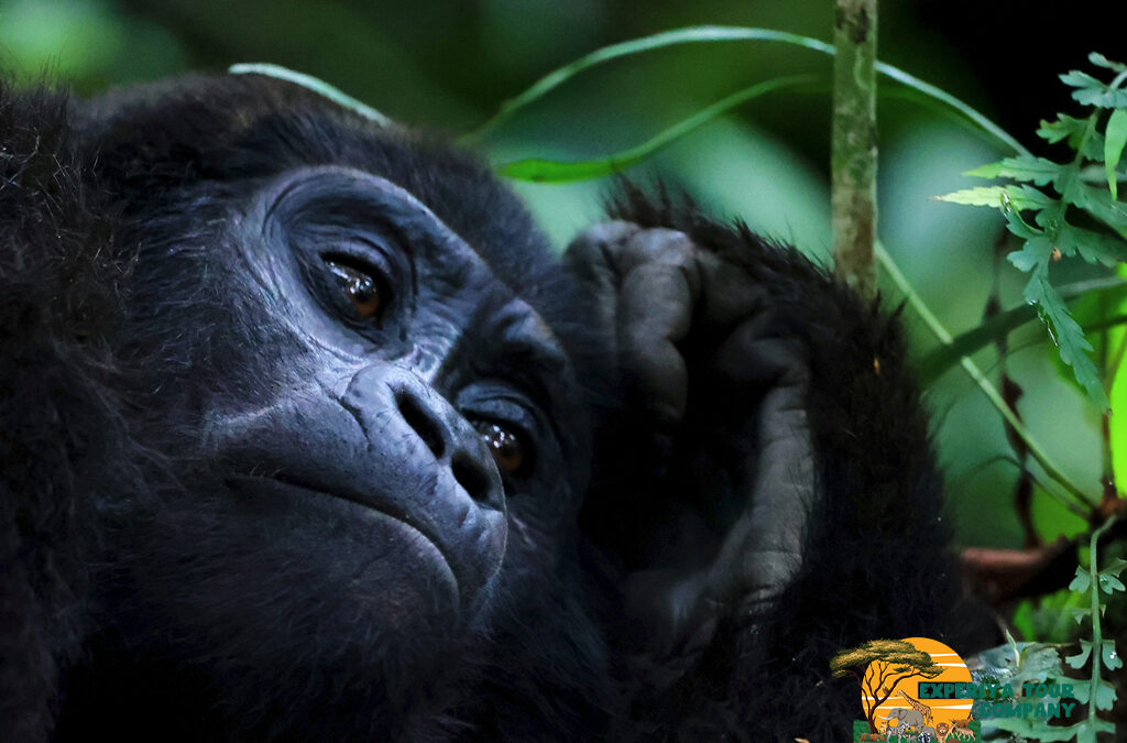 Do Gorilla Permits Sell Out Quickly?