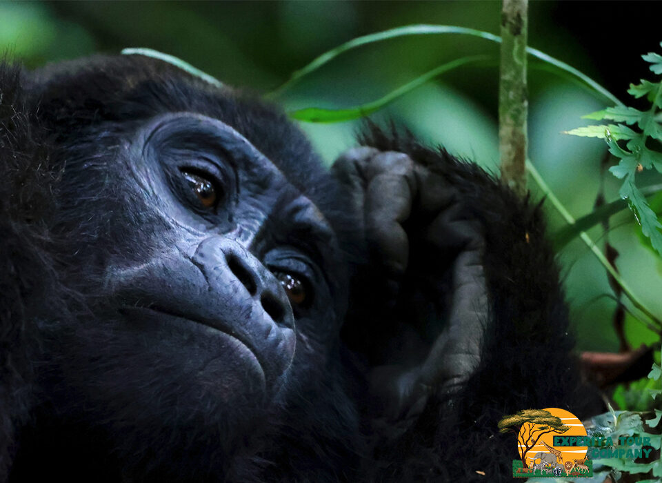 Do Gorilla Permits Sell Out Quickly?