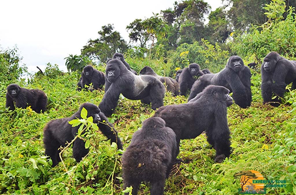 What Are the Basic Requirements for Gorilla Trekking?