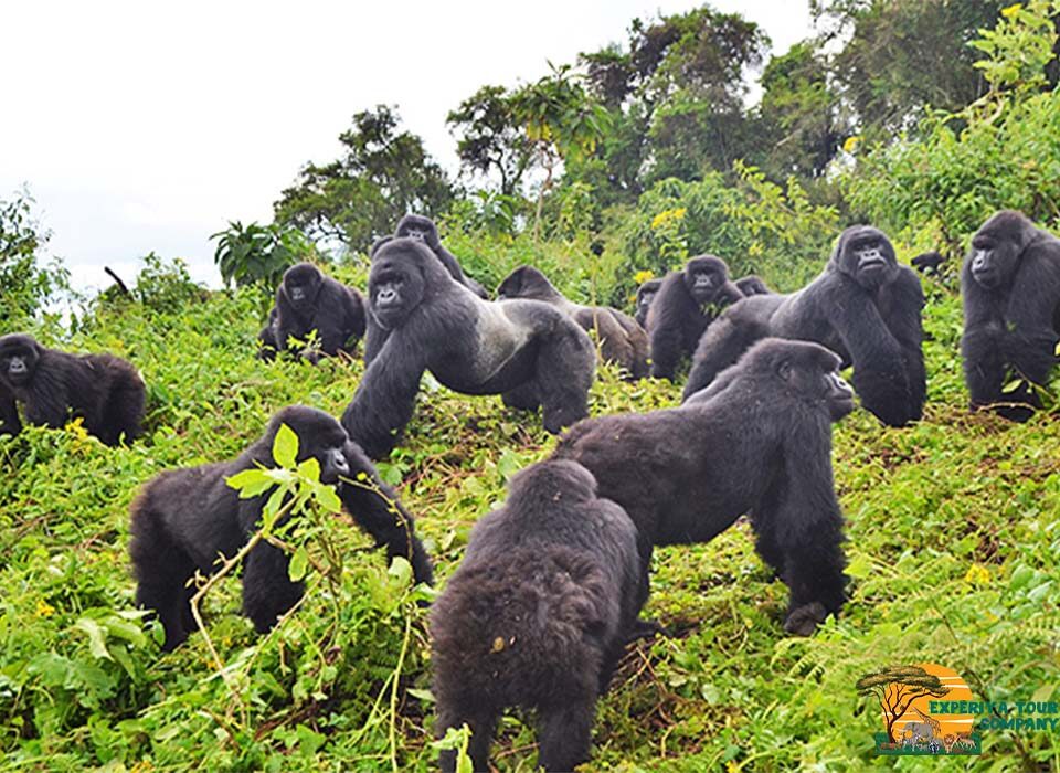 What Are the Basic Requirements for Gorilla Trekking?