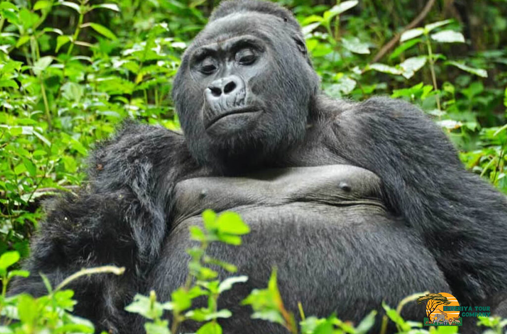 Is It Safe to Travel to Uganda for a Gorilla and Wildlife Safari?