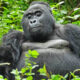 Is It Safe to Travel to Uganda for a Gorilla and Wildlife Safari?