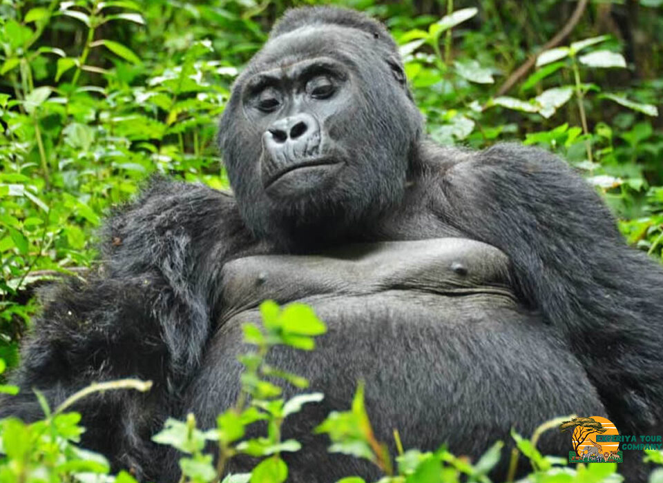 Is It Safe to Travel to Uganda for a Gorilla and Wildlife Safari?