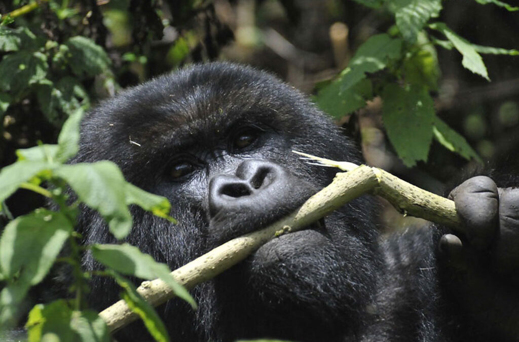 Gorilla trekking safari costs