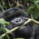 Gorilla trekking safari costs