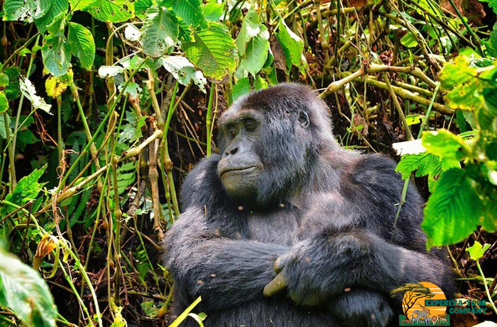 Why Going on a Gorilla Trek in the Off-Season Is Preferable