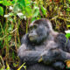 Why Going on a Gorilla Trek in the Off-Season Is Preferable