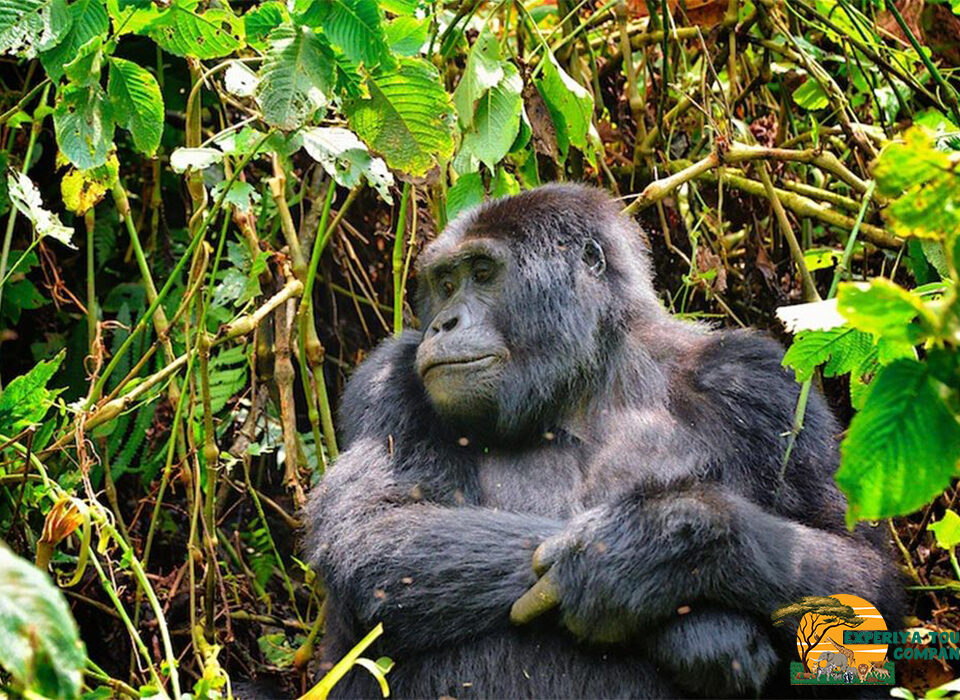 Why Going on a Gorilla Trek in the Off-Season Is Preferable
