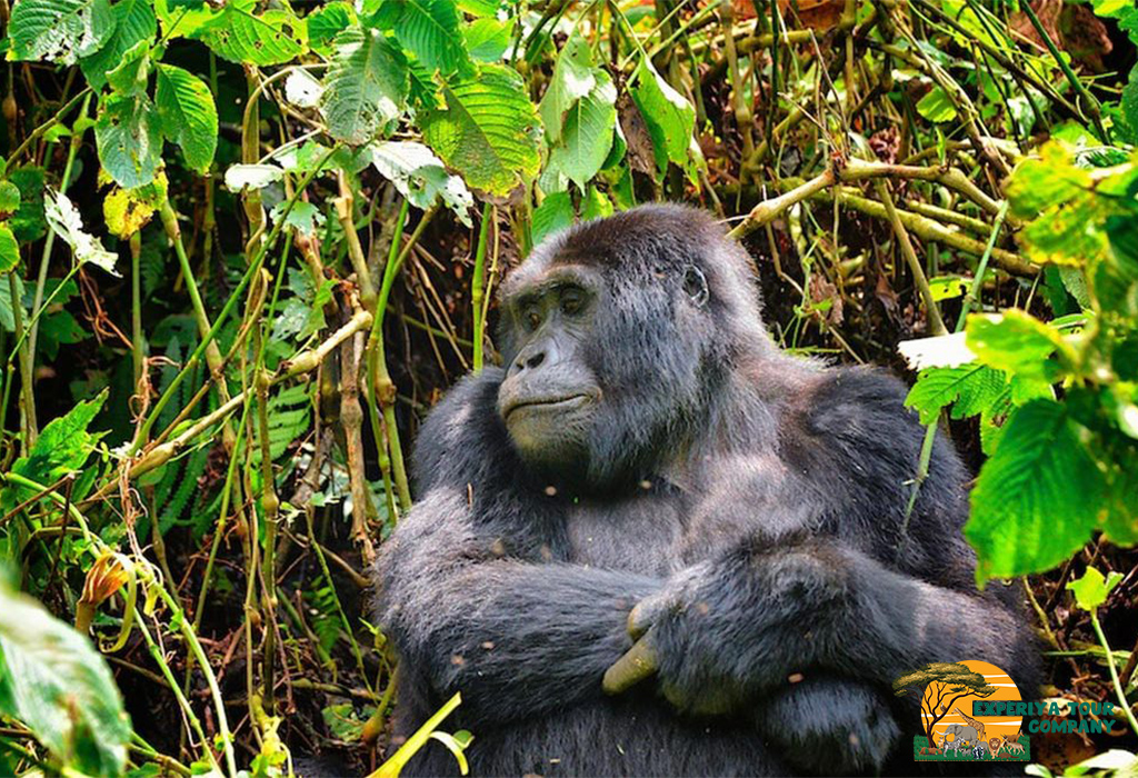 Why Going on a Gorilla Trek in the Off-Season Is Preferable