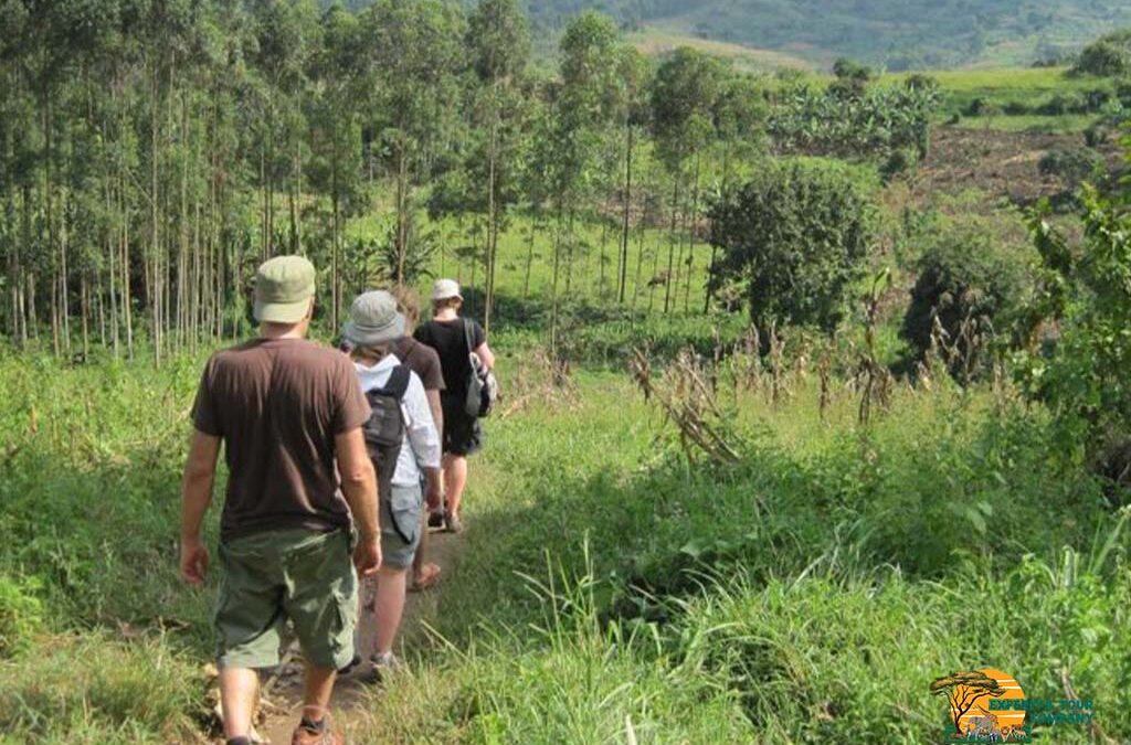 Guided Walk in Maramagambo Forest to Queen Elizabeth National Park
