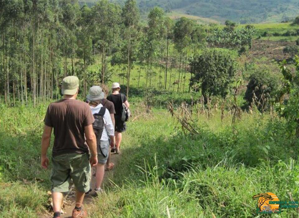 Guided Walk in Maramagambo Forest to Queen Elizabeth National Park