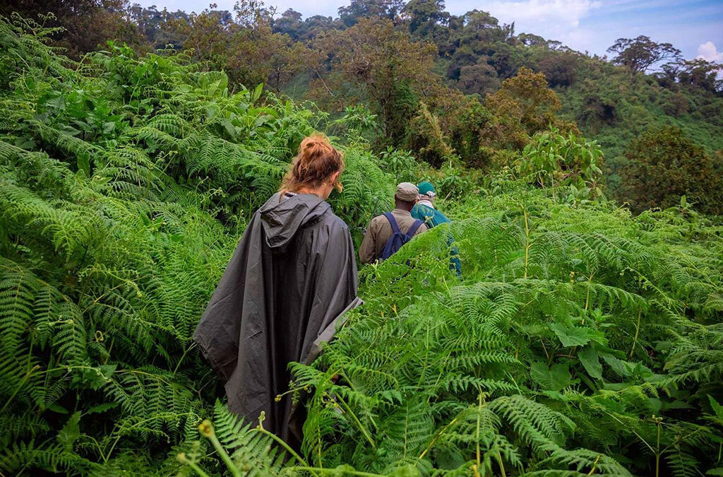 How Long Does a Gorilla Trek Really Take