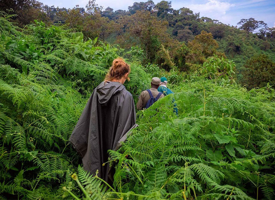 How Long Does a Gorilla Trek Really Take